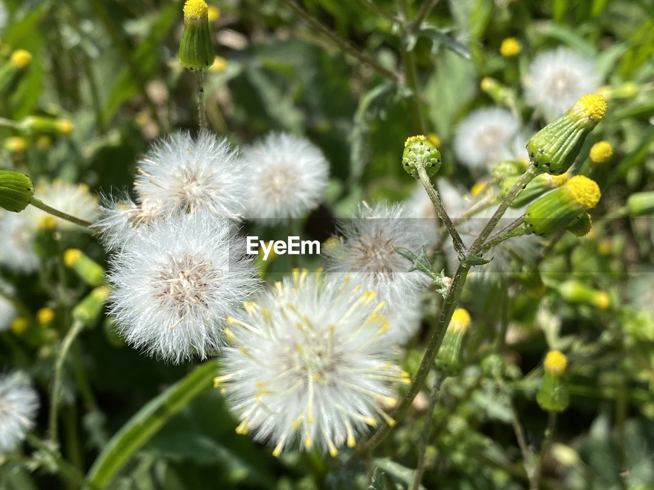 CLOSE-UP OF WHITE DANDELION