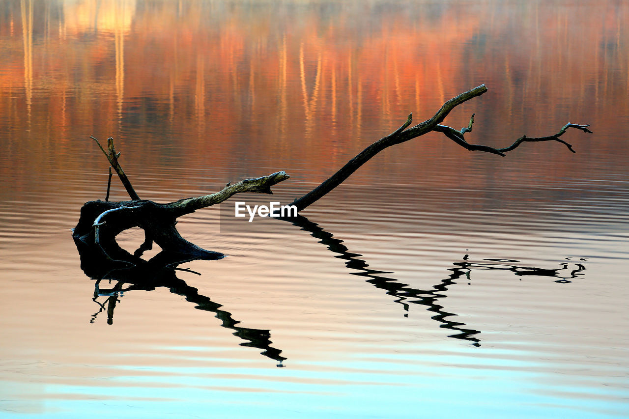 View of wood on lake