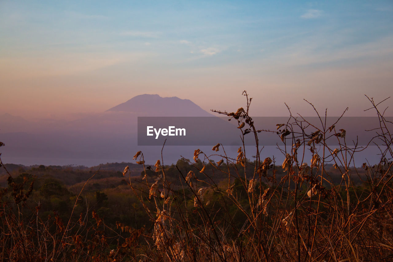 Plants growing on land against sky during sunset