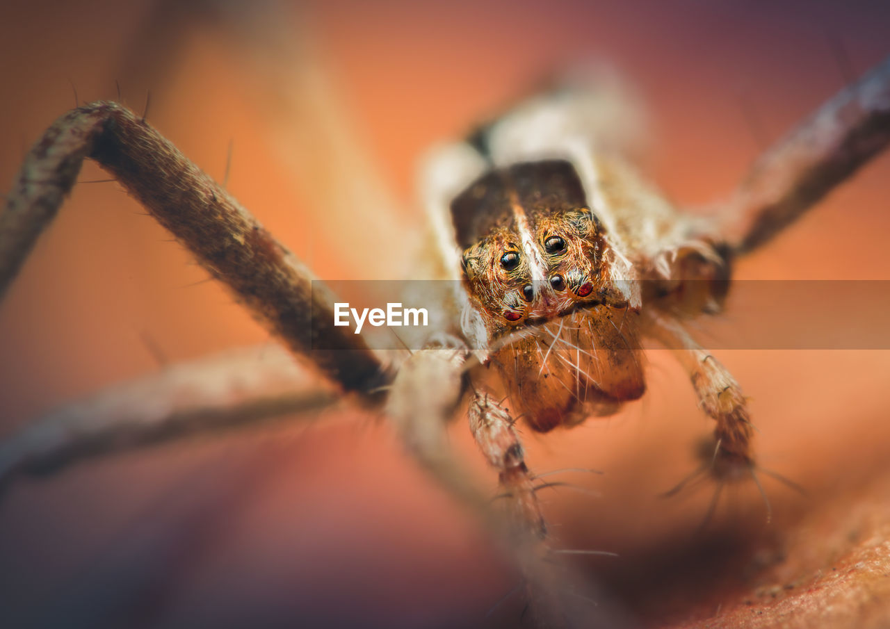 A tiny perenethis venusta nursery web spider, losing three legs, that we found on the bedroom floor.