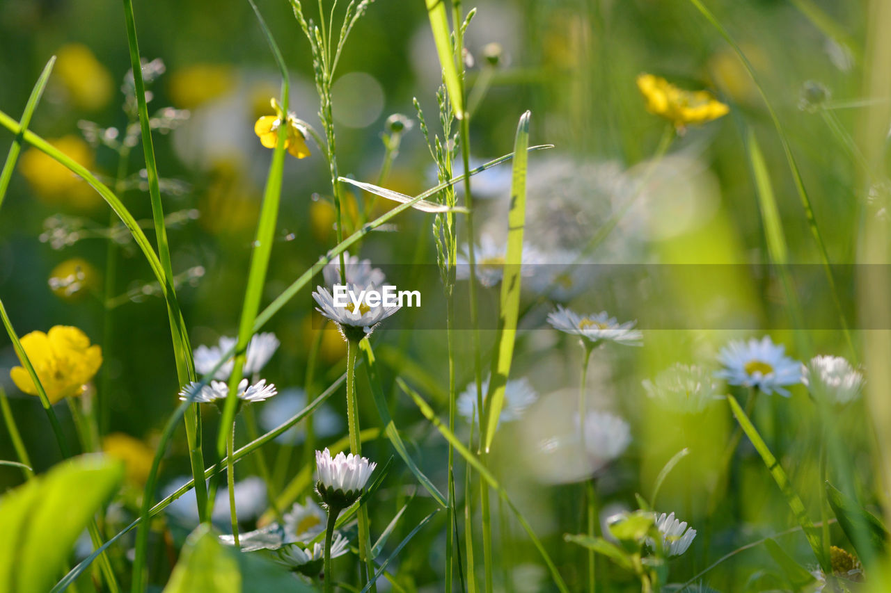 Close-up of white flowering plant on field