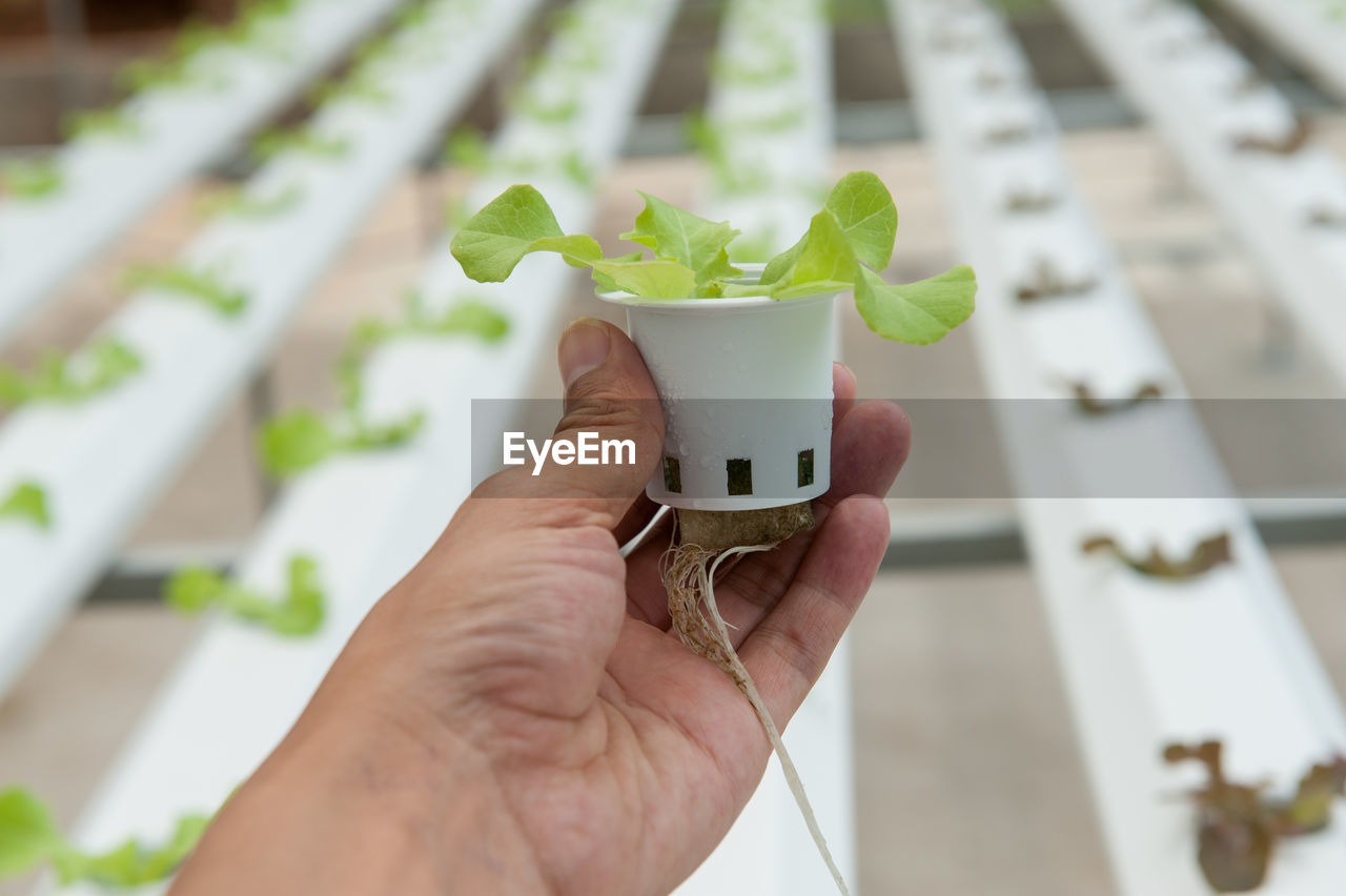 MIDSECTION OF PERSON HOLDING GLASS OF PLANT