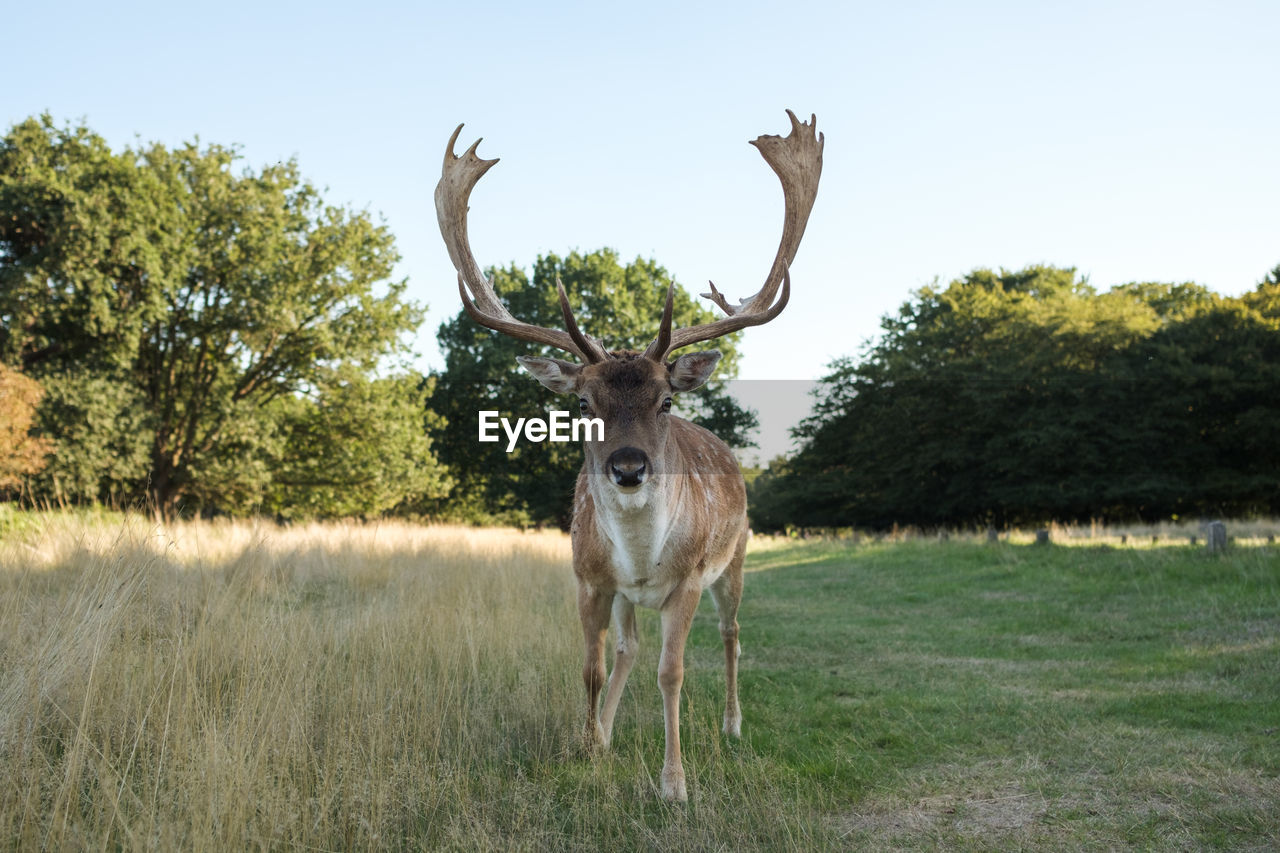 Portrait of deer standing on field