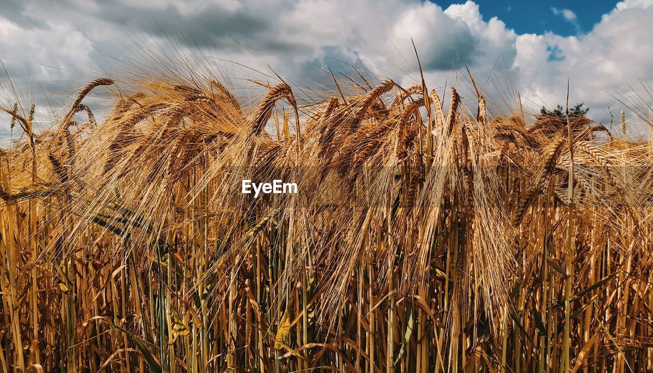 Close-up of wheat growing on field against sky