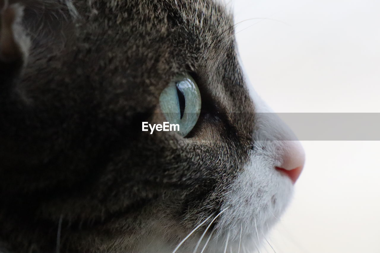 Close-up of a cat looking away