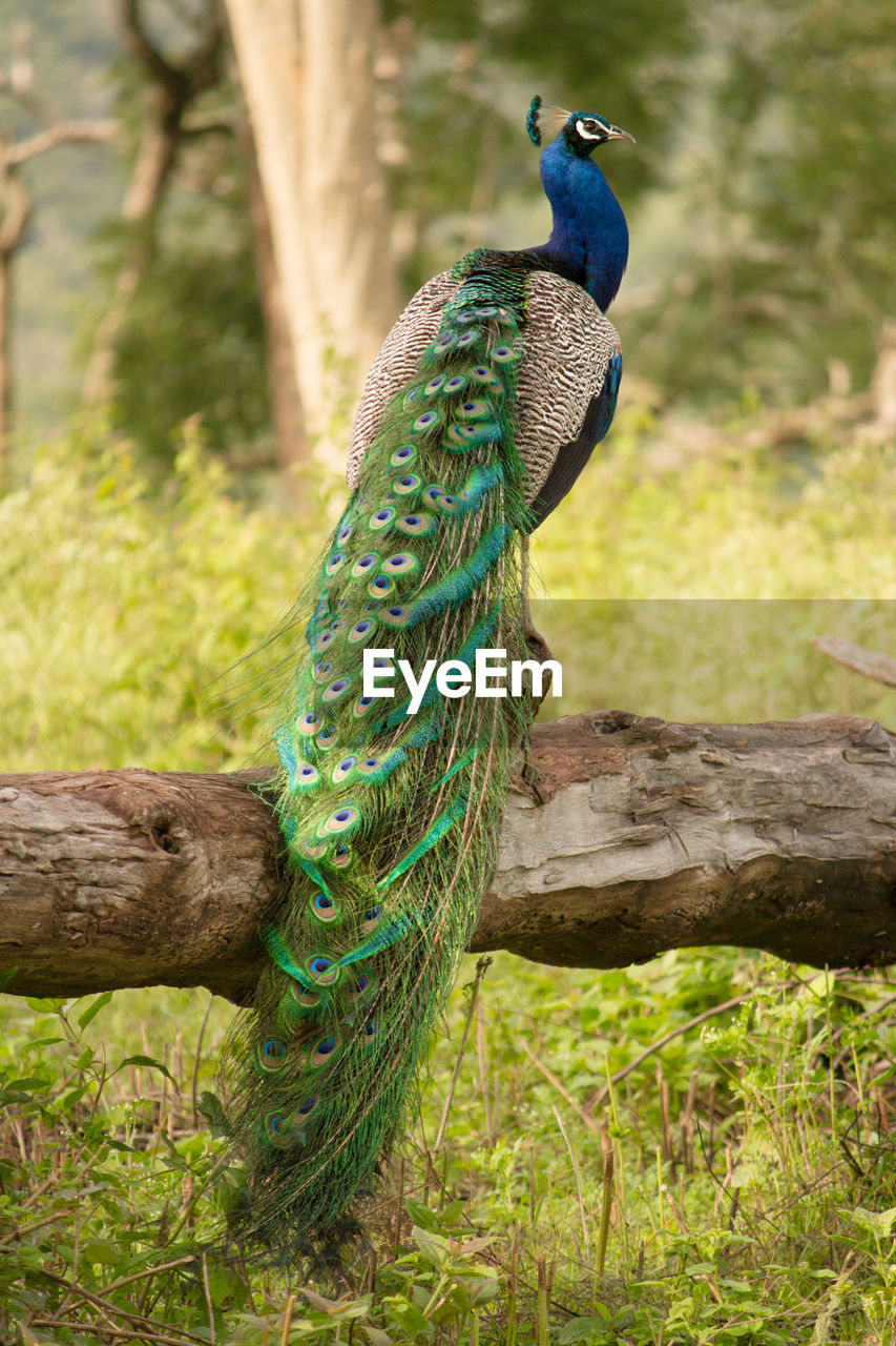 Peacock on a field