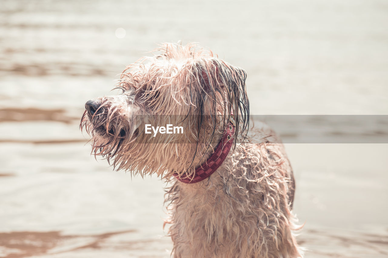 CLOSE-UP OF DOG LOOKING AT SEA