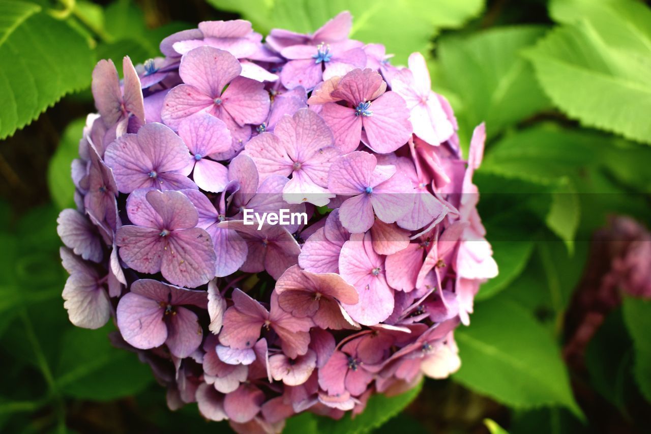 Close-up of pink hydrangea flowers