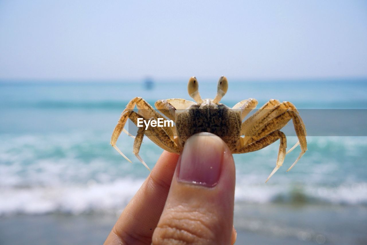 Cropped image of person holding crab by sea against sky