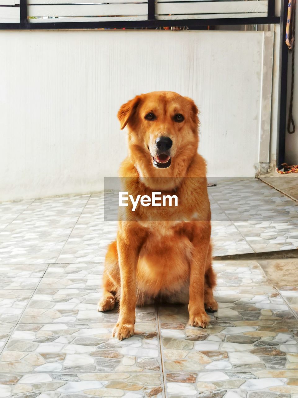 Portrait of dog sitting on floor