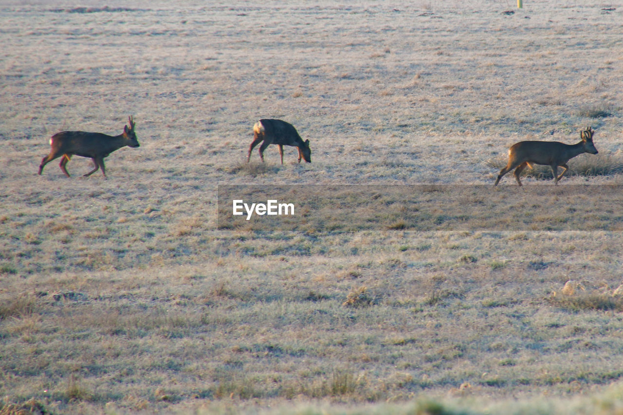 HORSES IN THE FIELD