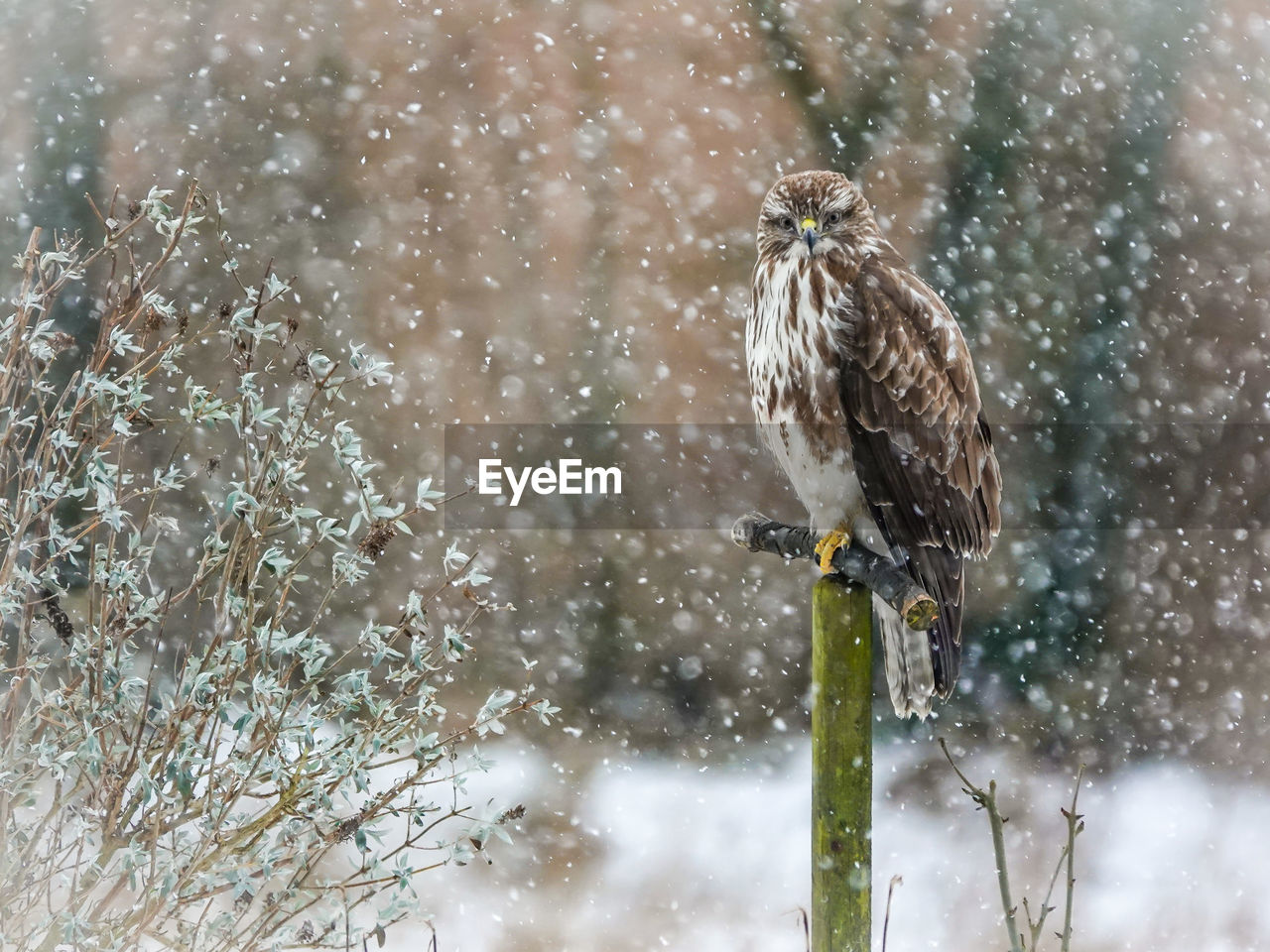 Bird perching on snow covered tree