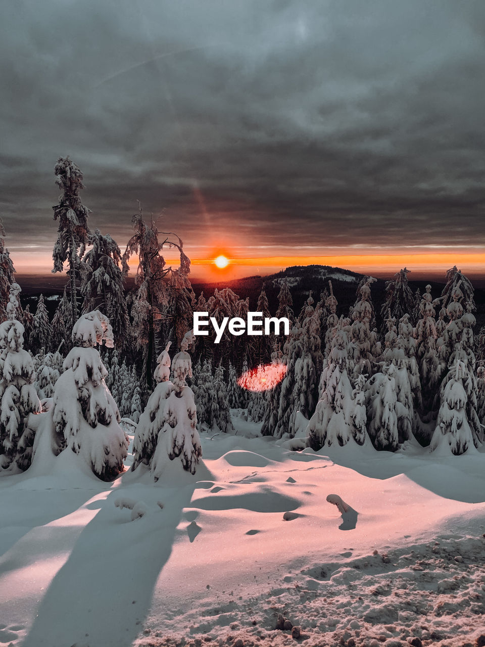 SNOW COVERED TREES AGAINST SKY DURING SUNSET