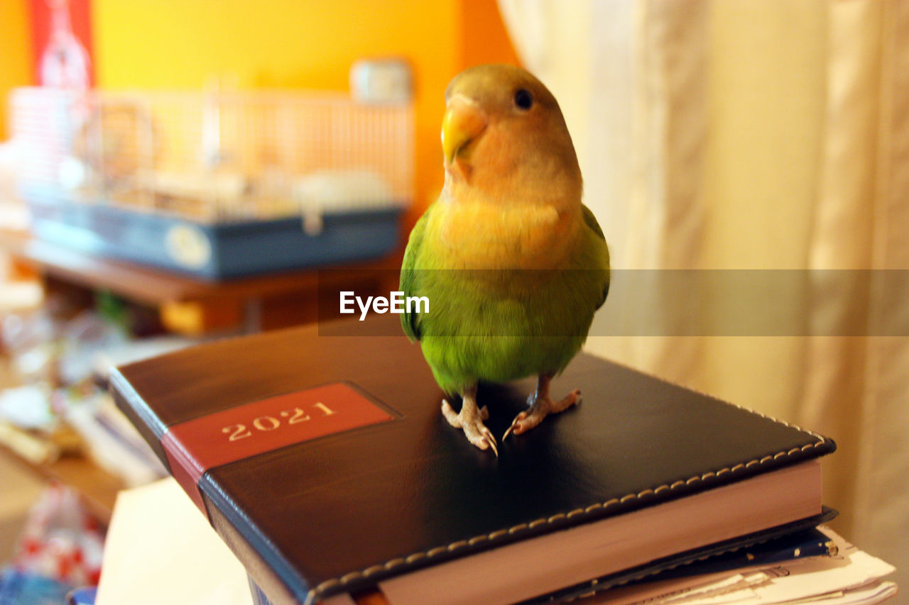 CLOSE-UP OF A BIRD PERCHING ON TABLE