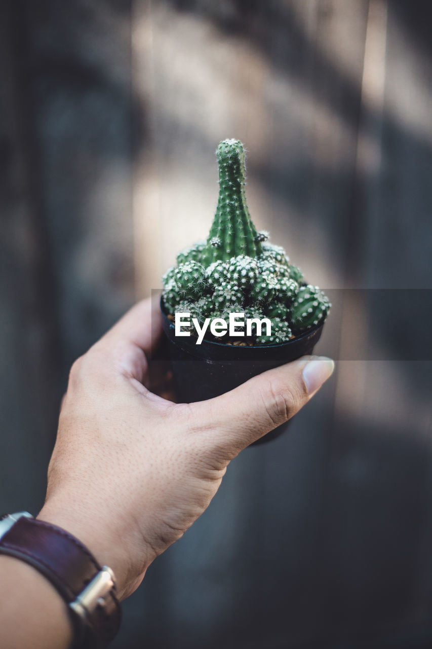 Cropped hand of woman holding potted cactus outdoors