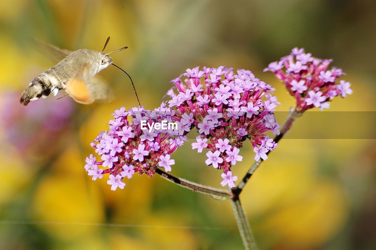 Close-up of butterfly pollinating on purple flower