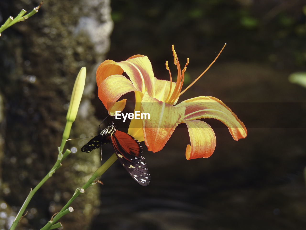 CLOSE-UP OF BUTTERFLY ON FLOWERS