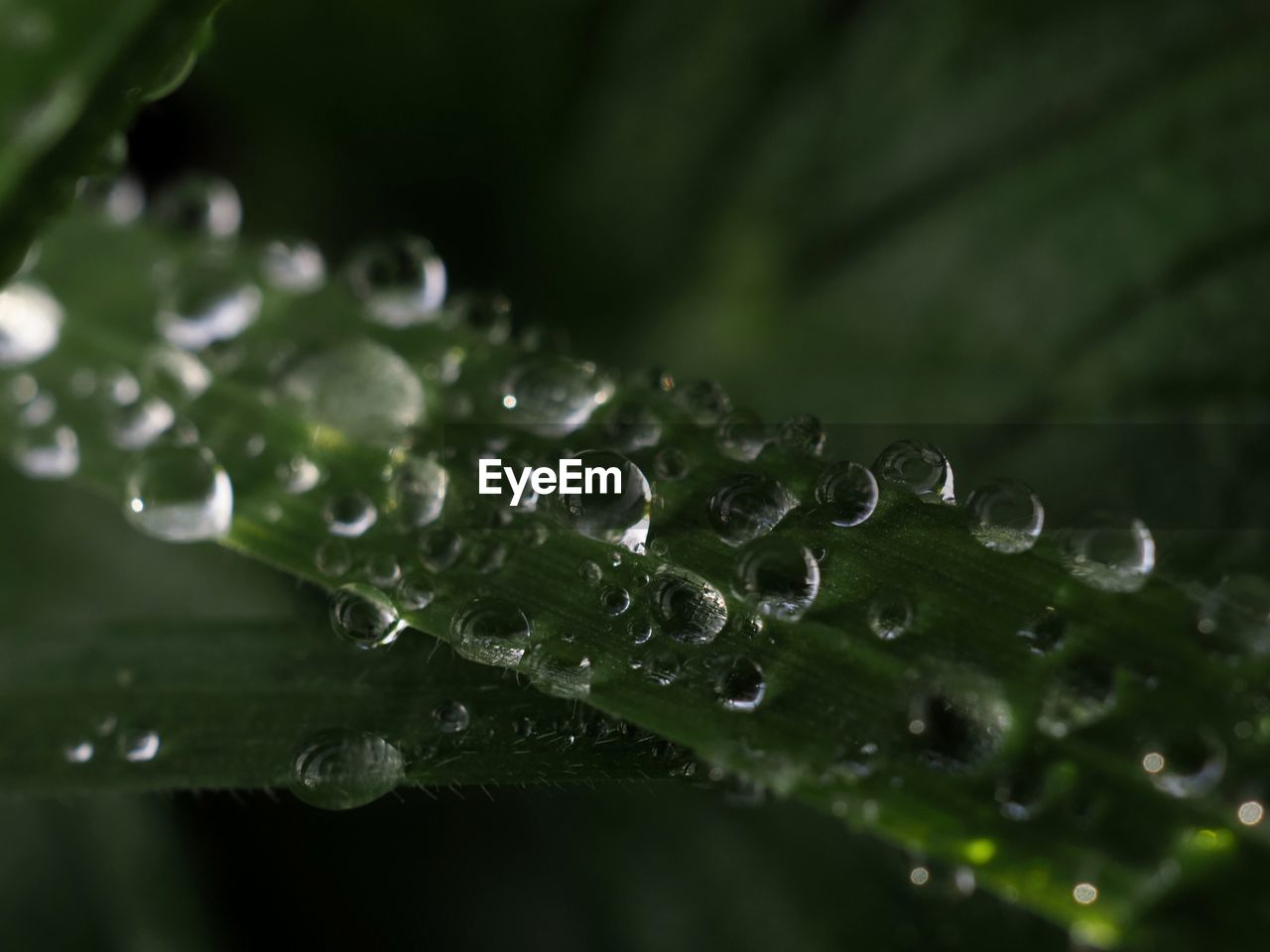 CLOSE-UP OF WATER DROPS ON PLANT LEAVES