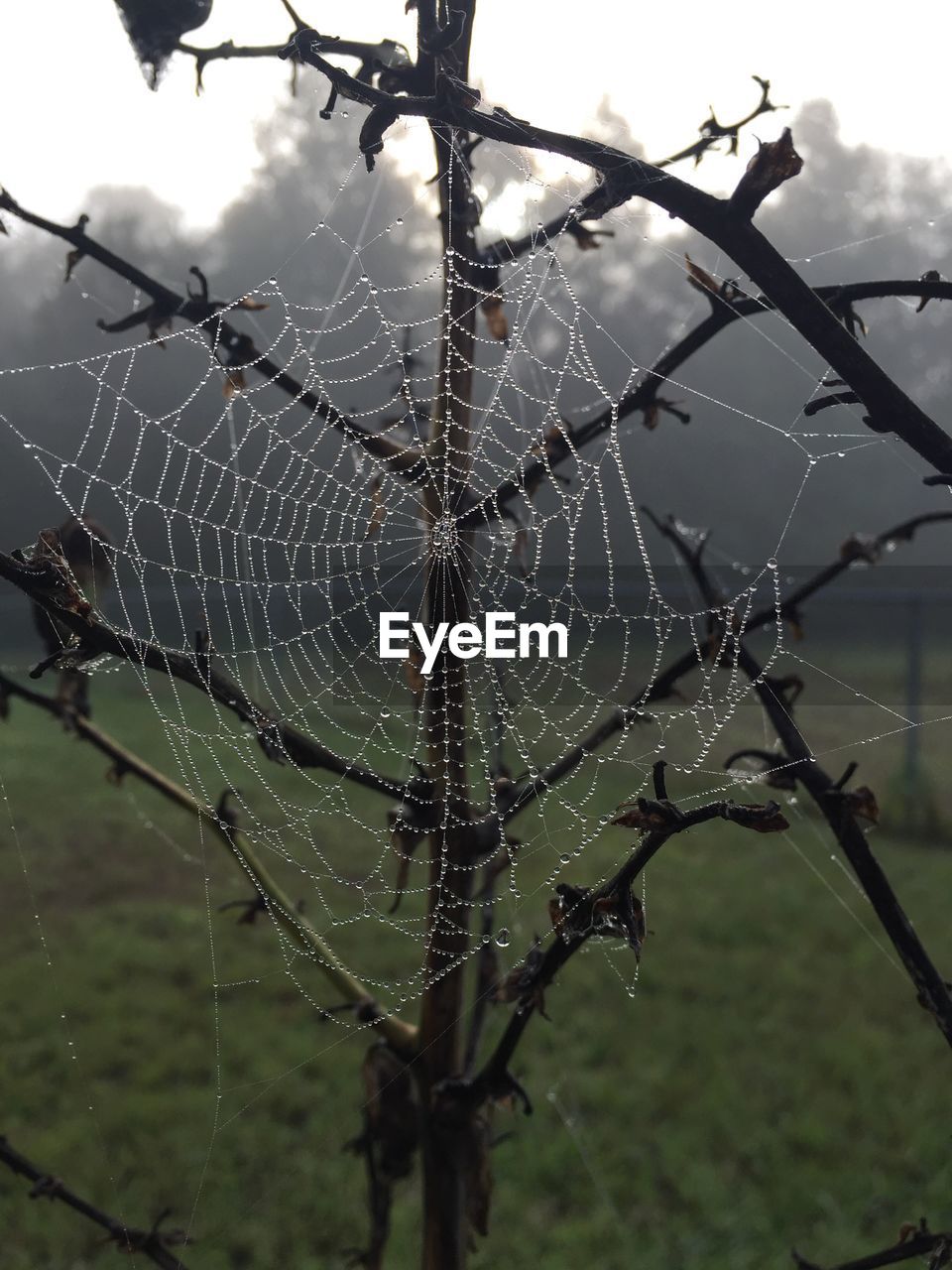 CLOSE-UP OF SPIDER WEB ON BRANCH