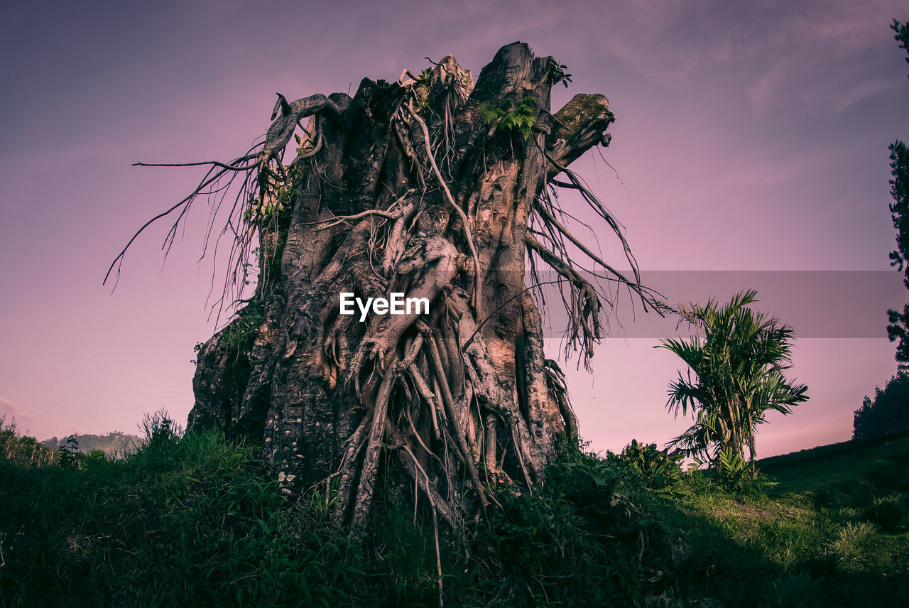 Low angle view of trees on field against sky