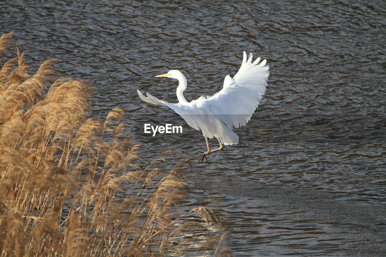 WHITE BIRD FLYING OVER LAKE