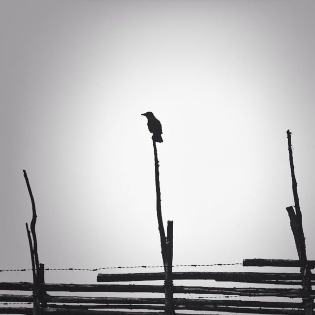 Silhouette bird perching on wooden post against clear sky