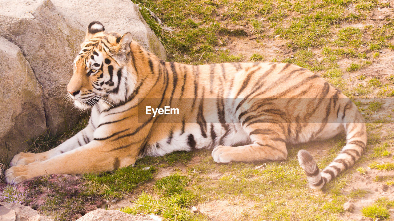 TIGER LYING ON GRASS