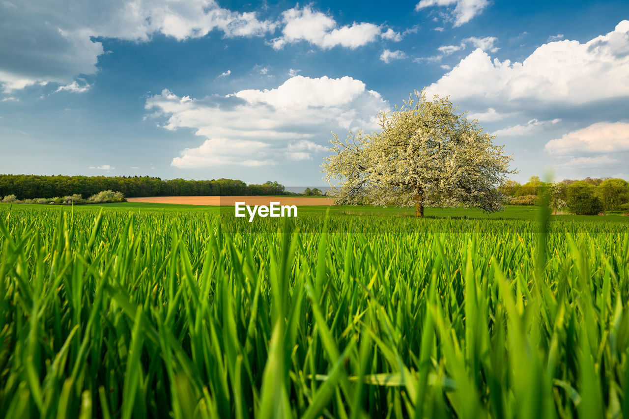 Scenic view of farm against sky