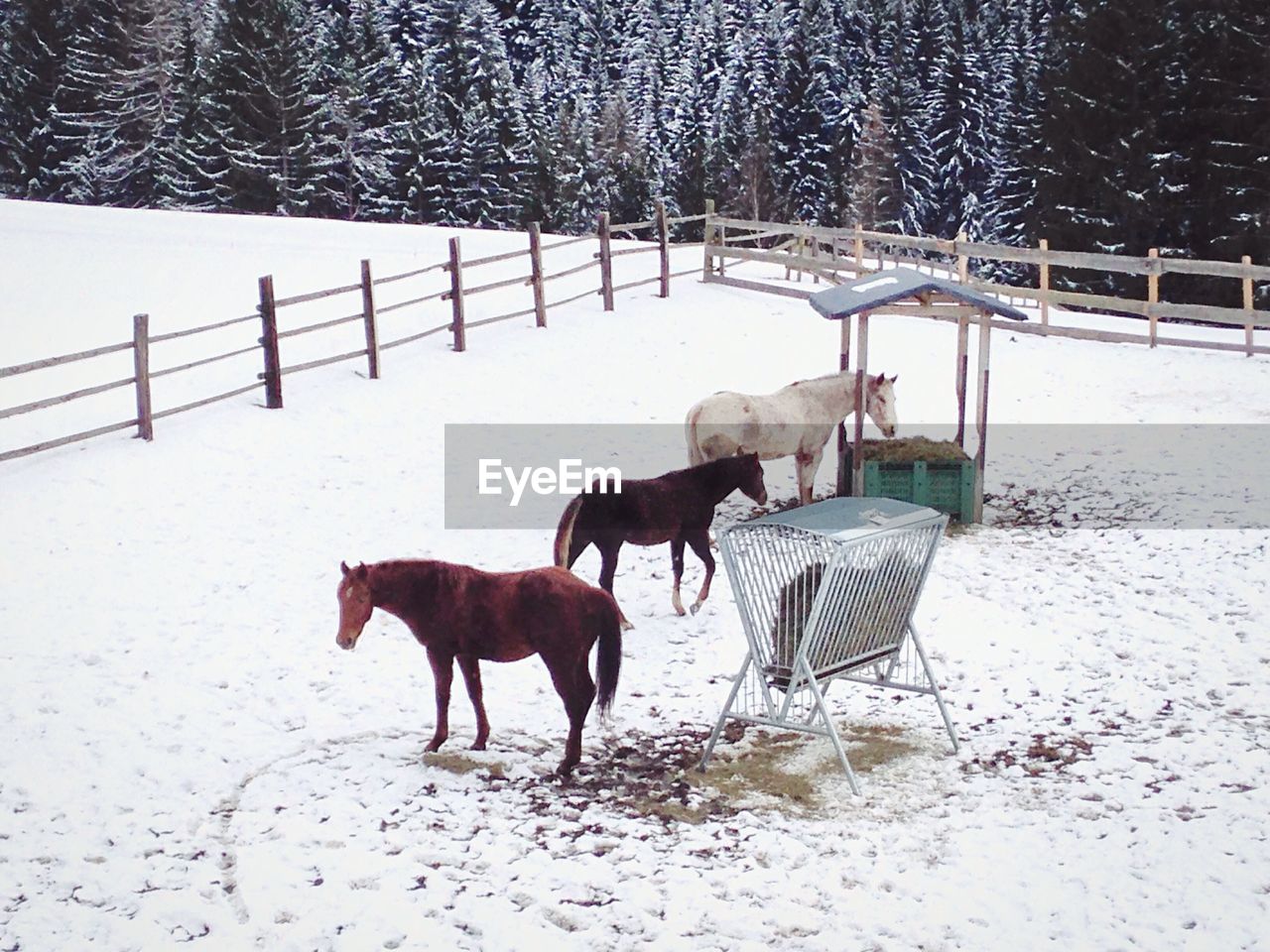 Horses standing on snow covered field