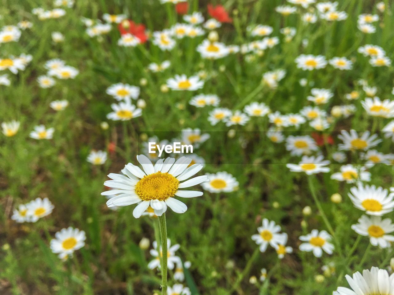 Close-up of white daisy flowers on field