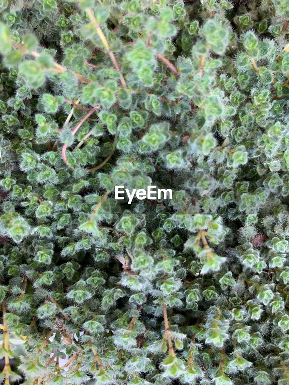 FULL FRAME SHOT OF FRESH GREEN PLANTS