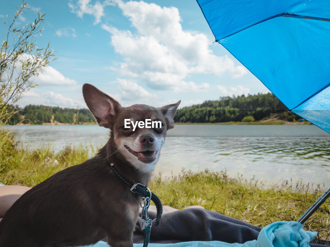 PORTRAIT OF DOG BY CAR ON SHORE AGAINST SKY