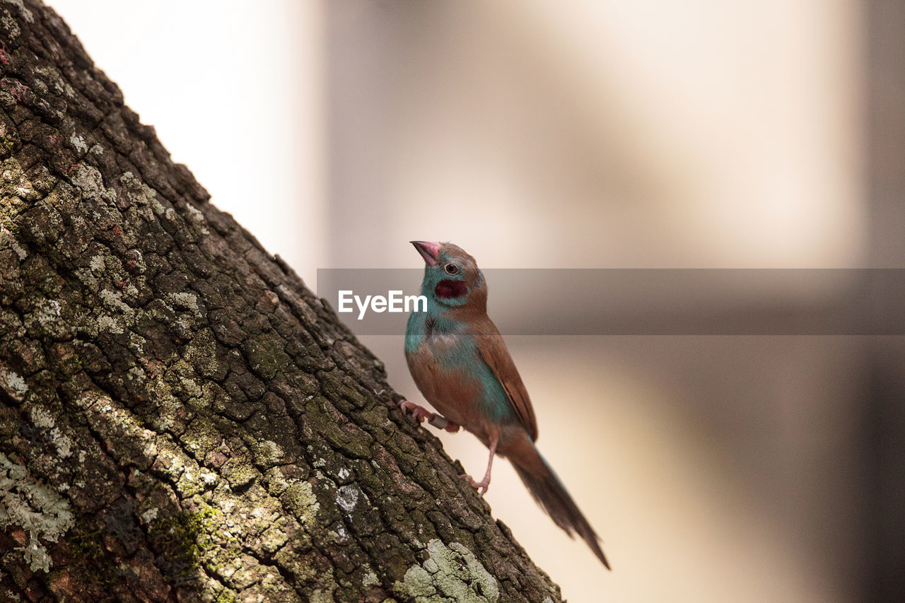 Close-up of bird perching on tree