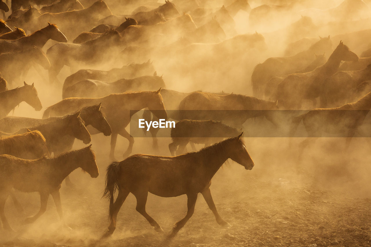 VIEW OF A HORSE IN A FIELD