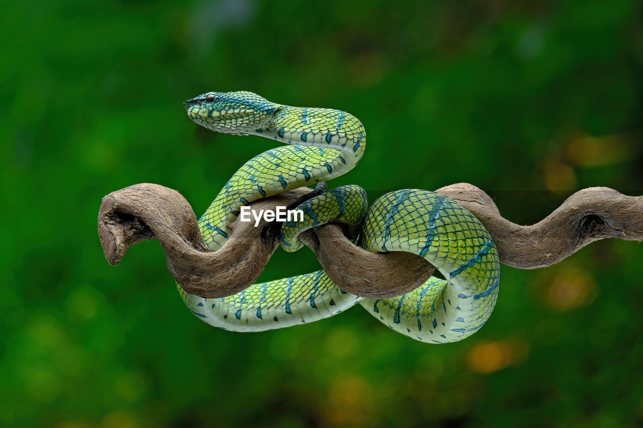 close-up of snake against blurred background
