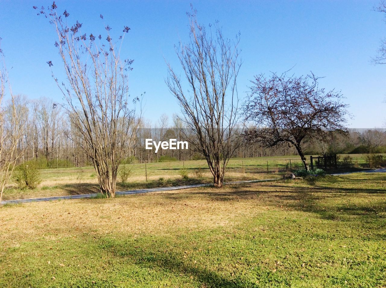 SCENIC VIEW OF TREES ON FIELD AGAINST SKY