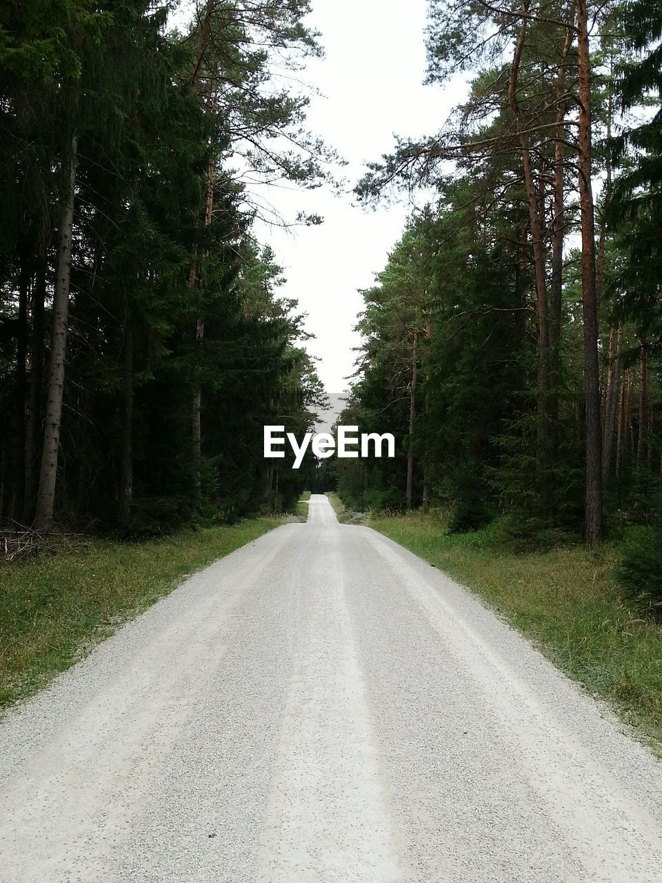 VIEW OF TREES ALONG ROAD