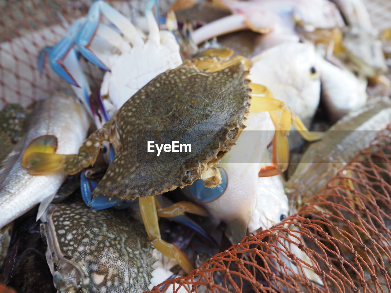 CLOSE-UP OF FISH FOR SALE AT MARKET