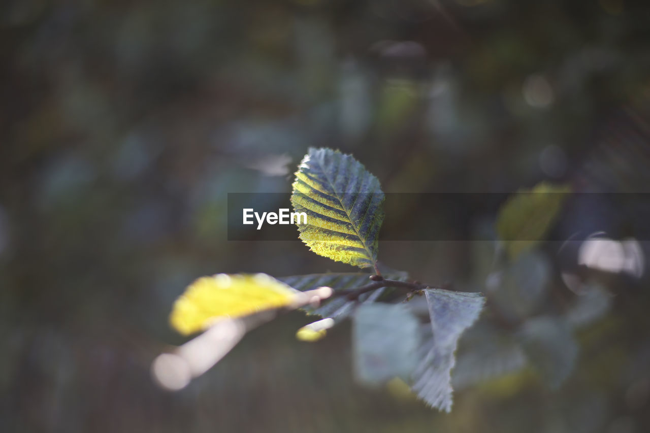 Close-up of yellow leaves against blurred background