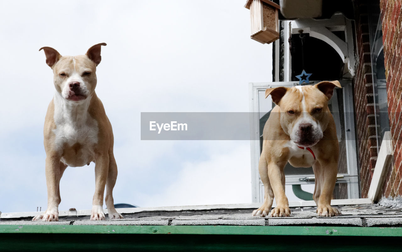 PORTRAIT OF DOGS STANDING ON COLUMN