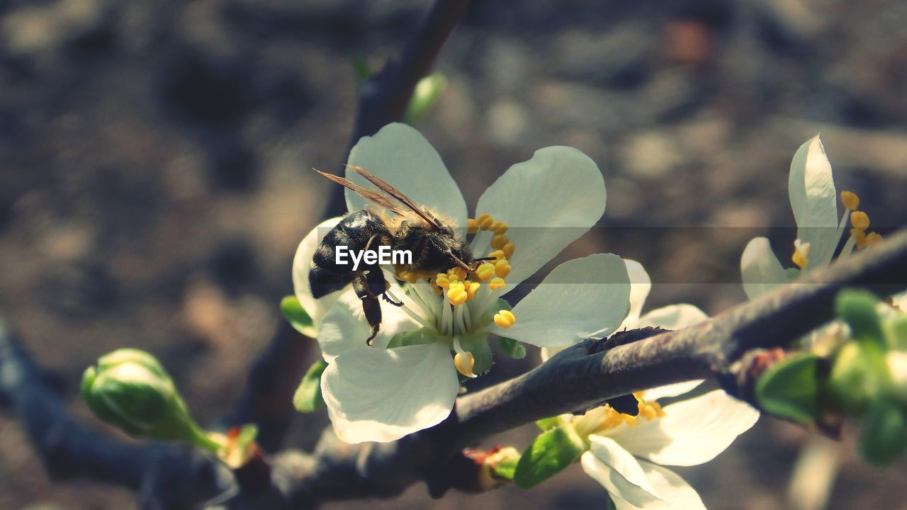 CLOSE-UP OF BEE ON FLOWERS