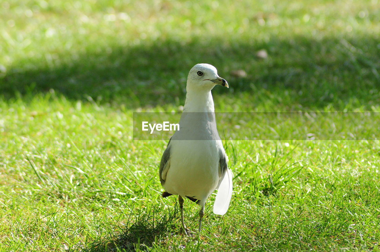 SEAGULL ON GRASS