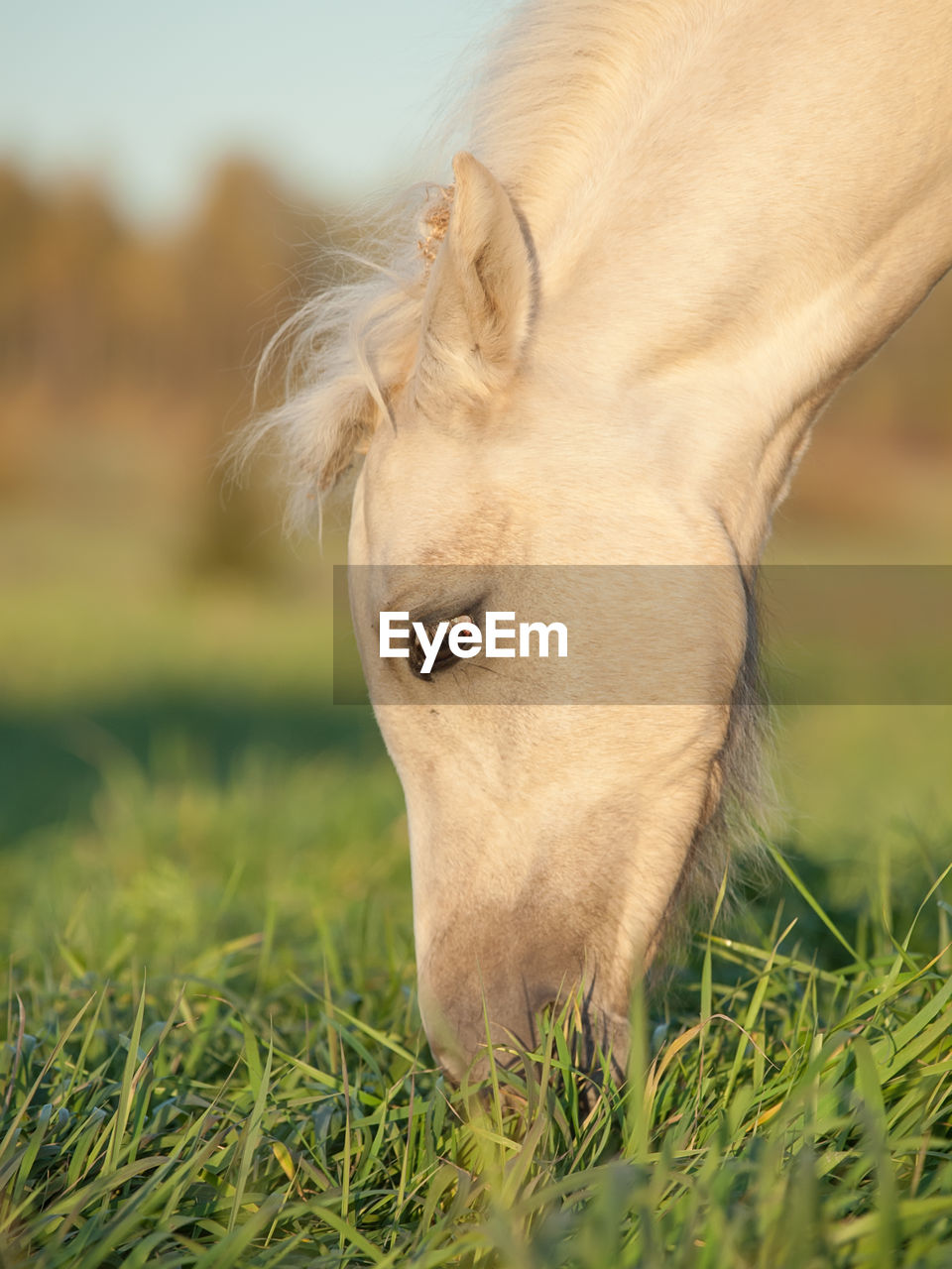 Close-up of horse grazing on grassy land