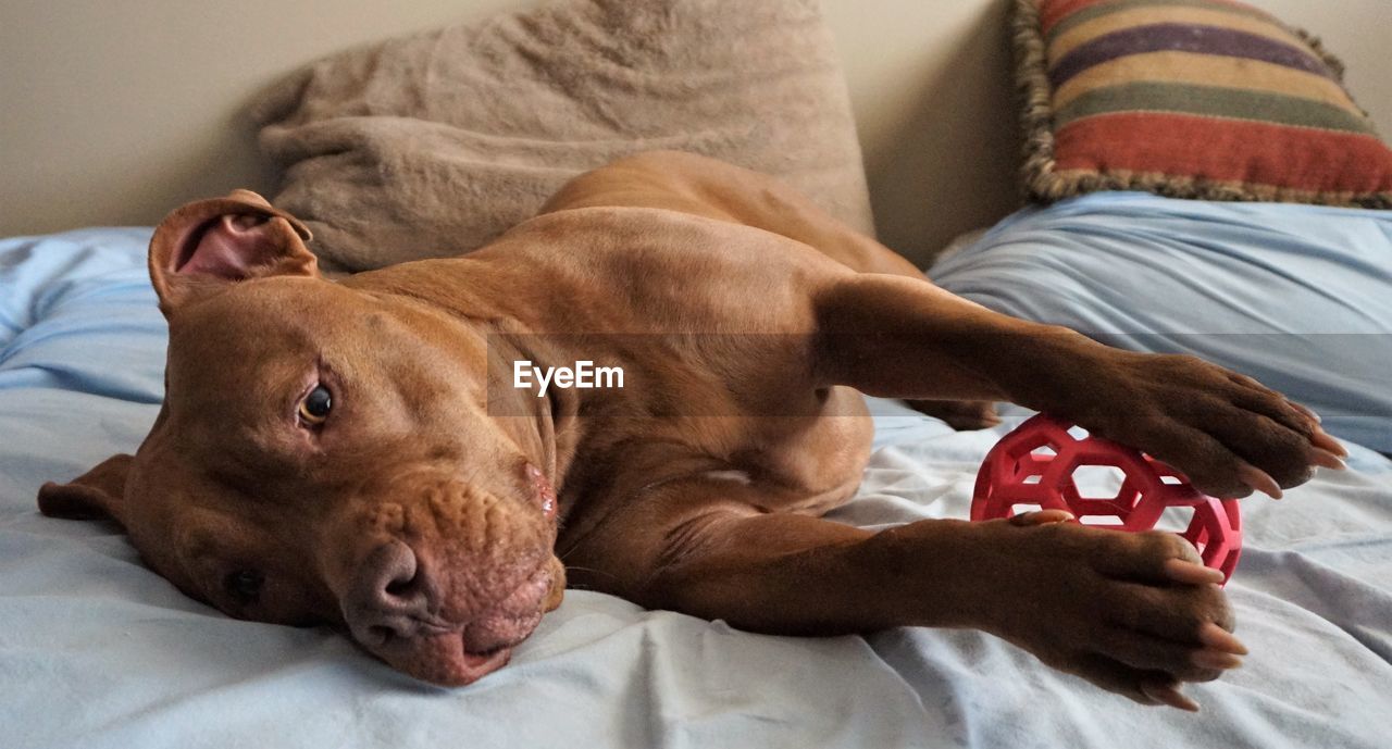 DOG LYING ON BED
