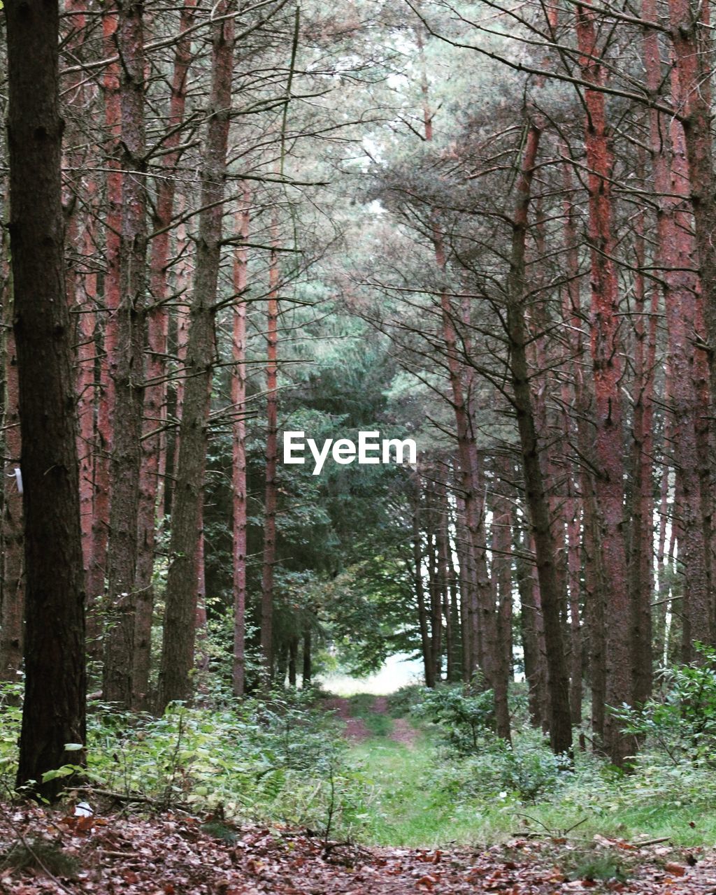 VIEW OF FOREST