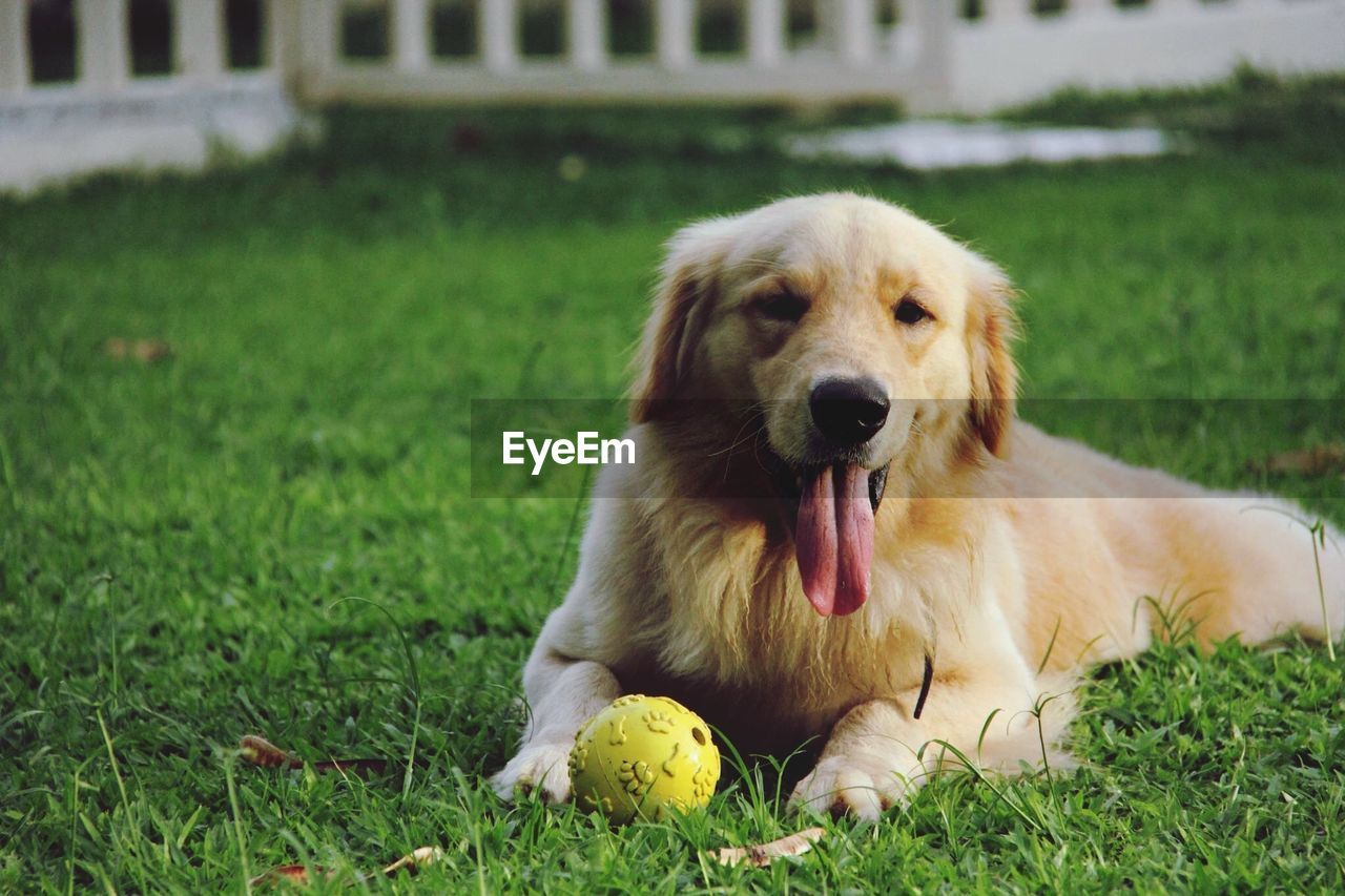 Dog with ball relaxing on lawn