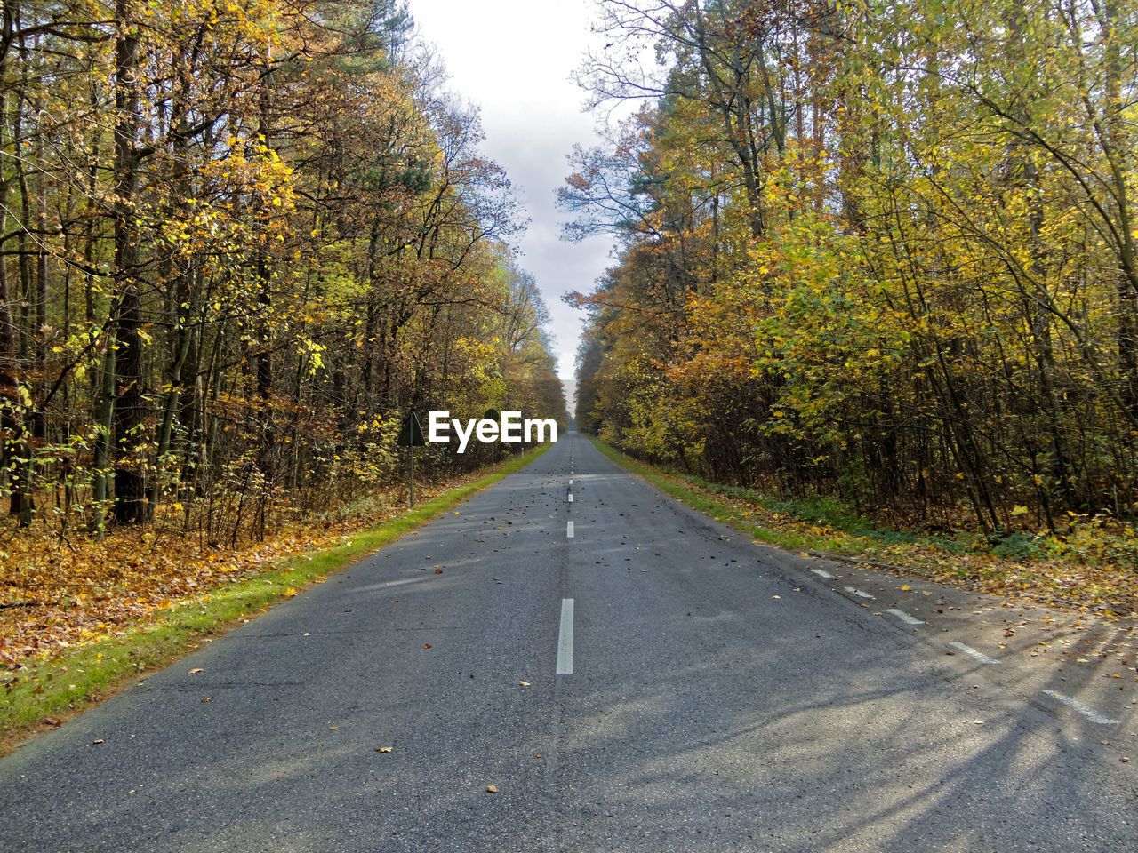 road amidst trees in forest