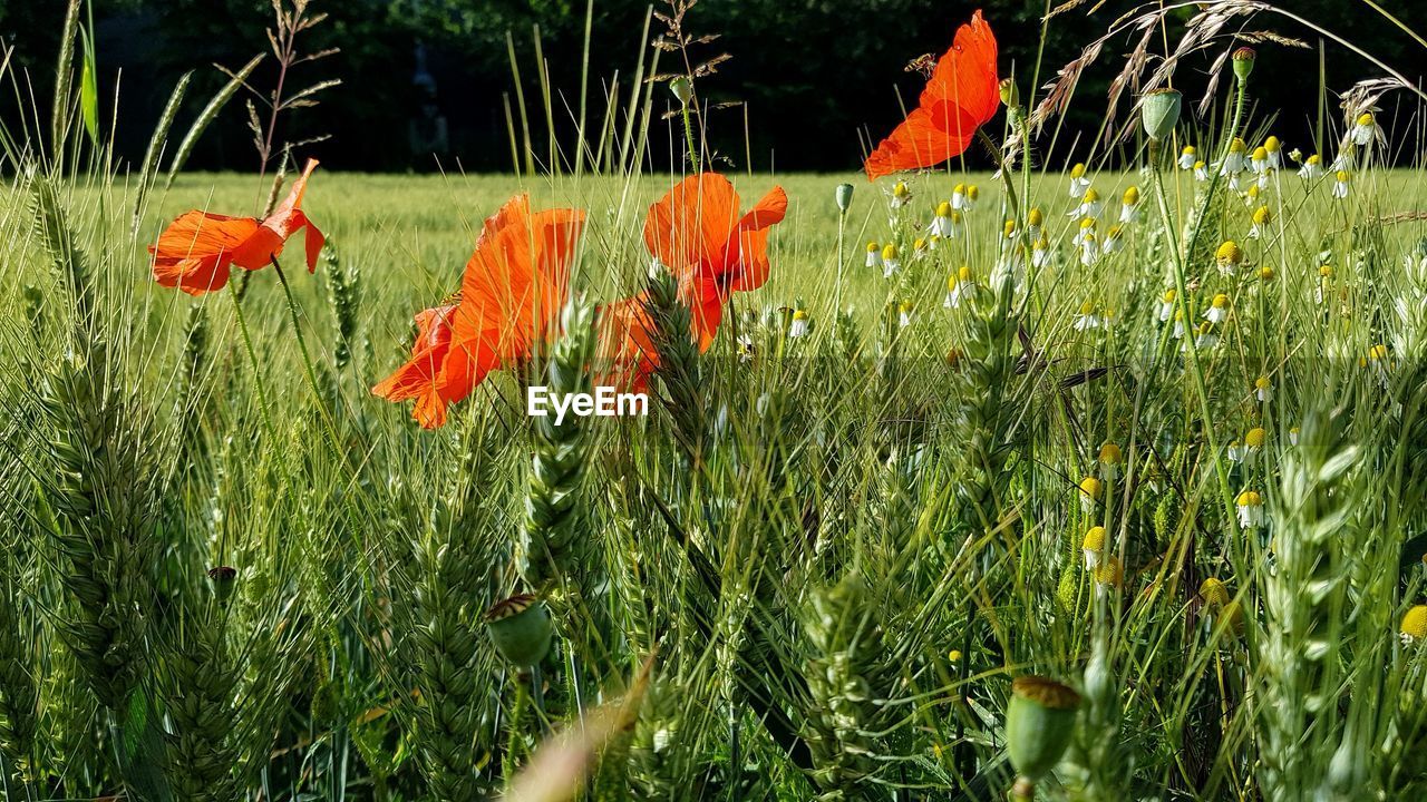 plant, growth, grass, flower, meadow, prairie, nature, beauty in nature, field, land, flowering plant, no people, green, day, lawn, freshness, fragility, wildflower, outdoors, leaf, tranquility, orange color, sunlight, grassland, agriculture, red, close-up, poppy