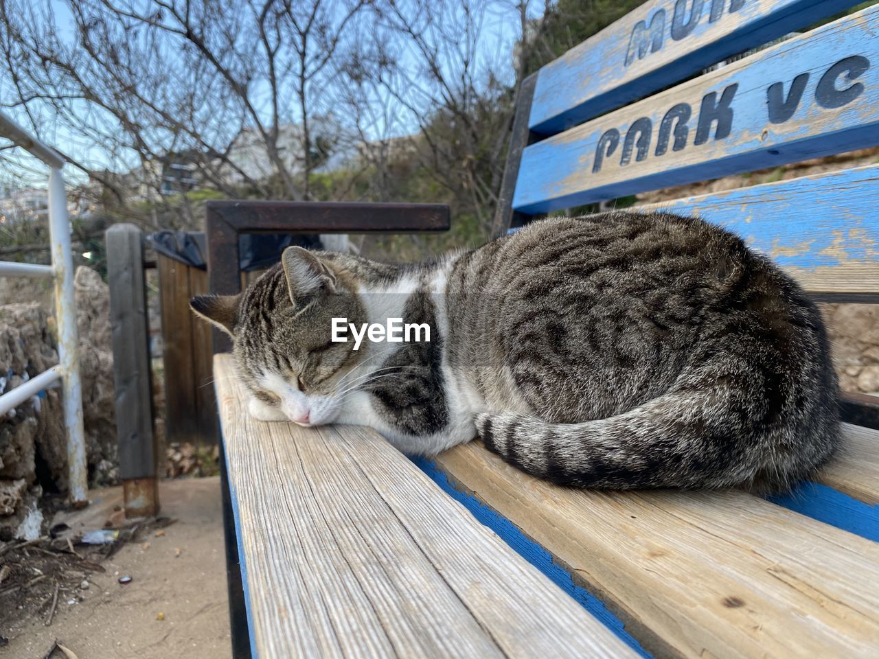 close-up of cat sitting on wooden bench