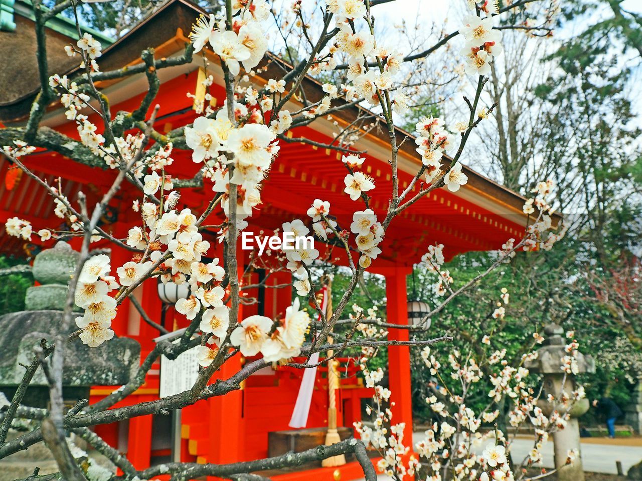 CLOSE-UP OF RED FLOWERS ON TREE